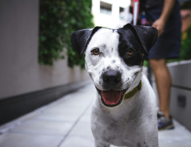 Se il tuo cane sente caldo bagnalo qui: starà immediatamente meglio