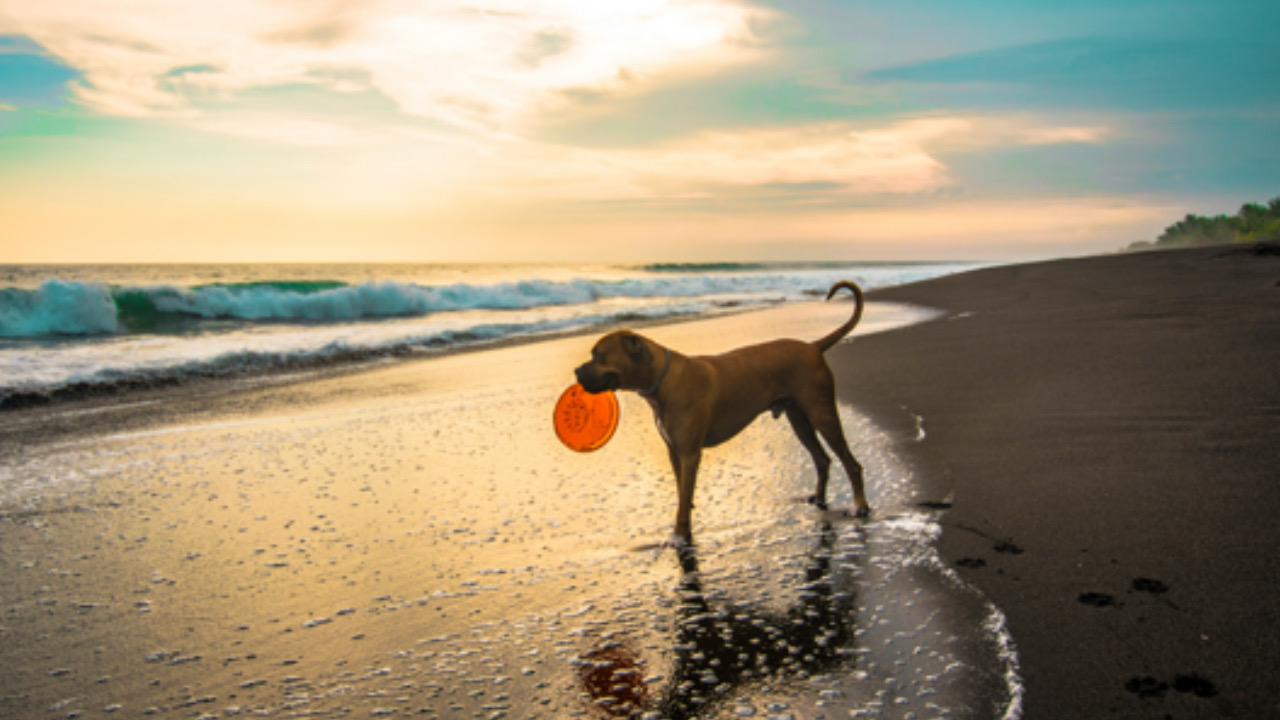 Cane guarda al mare