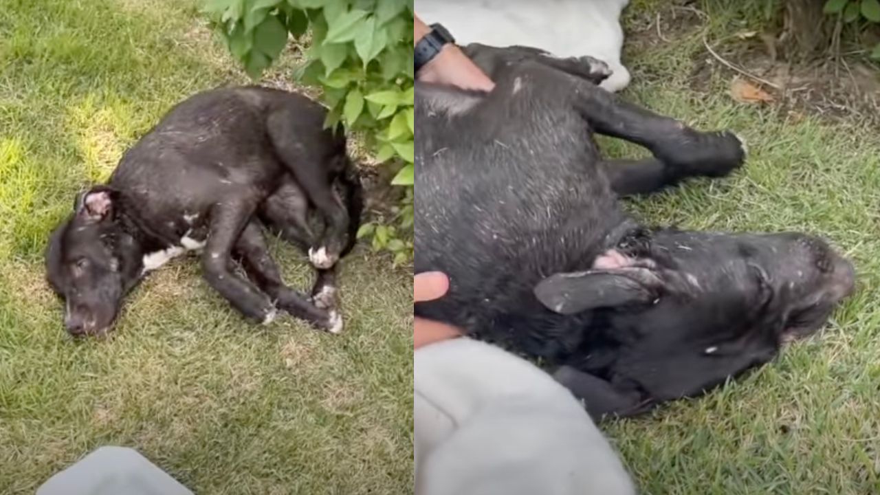 Cagnolina inerte in giardino