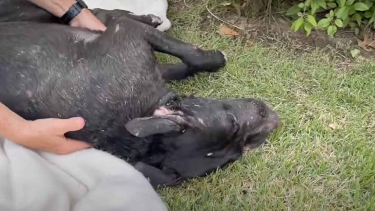 Cagnolina impossibilitata ad alzarsi