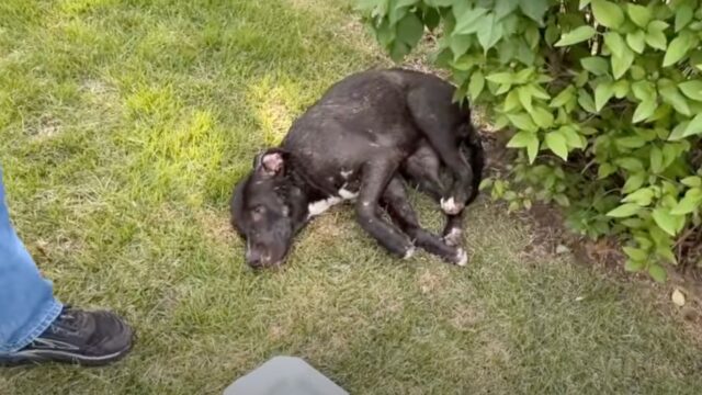 Si è trascinata nel giardino: la cagnolina era stata colpita e riusciva a malapena a muoversi – Video