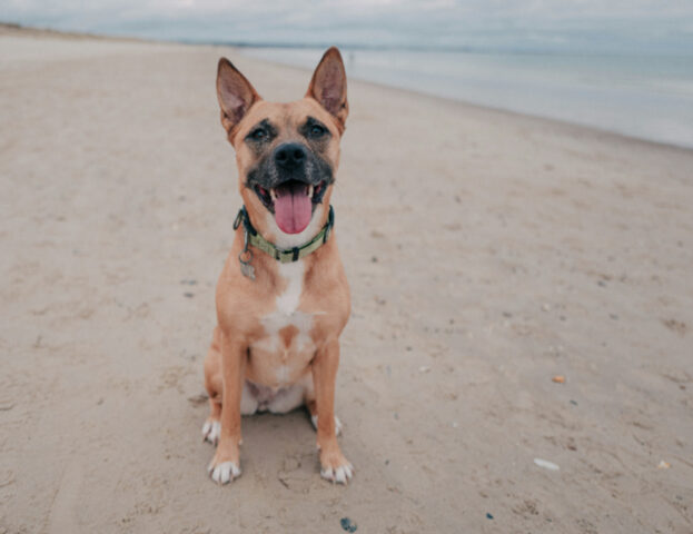 Sì, puoi insegnare al cane a stare in spiaggia, ma devi fare alcune cose