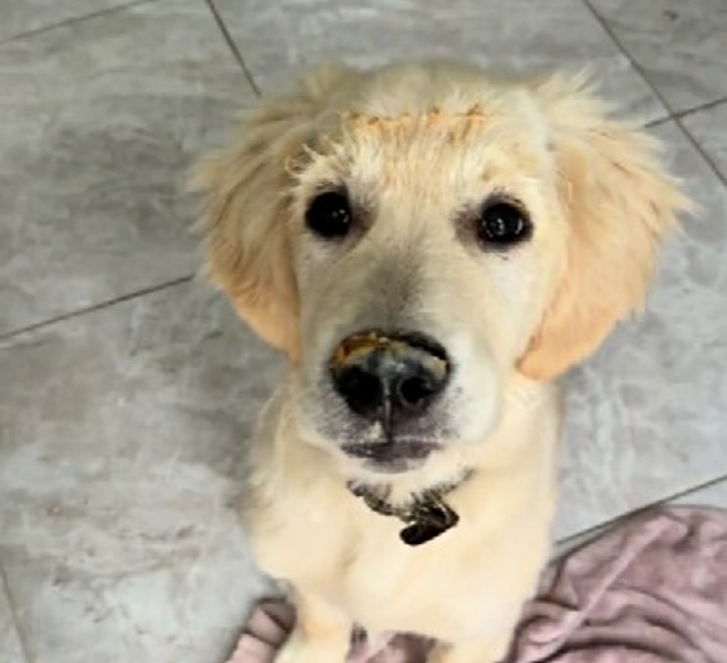 cucciolo di cane crea caos