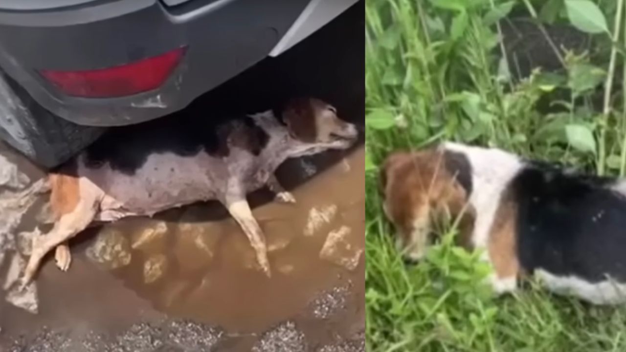 Cagnolina randagia rinvenuta nella pozzanghera