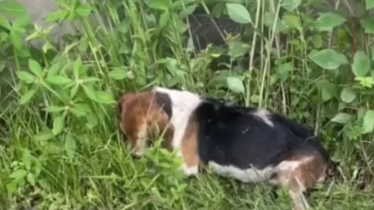 Cagnolina nell'erba