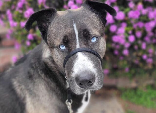 Timido e stanco, questo povero cane cercava solo l’amore: il momento perfetto era dietro l’angolo