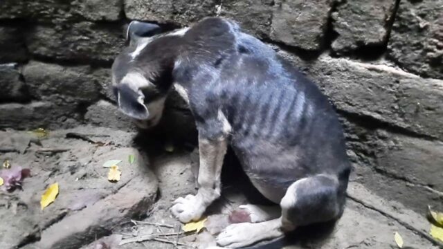 Uggiolava dalle profondità del pozzo: il povero cane è salvo per miracolo – Video