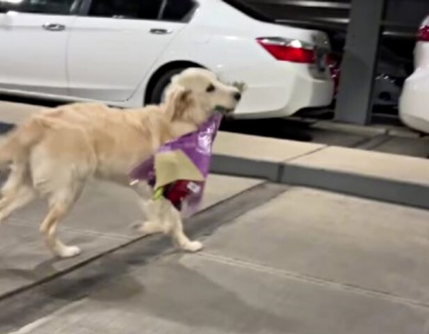 Una donna arriva all’aeroporto e ad accoglierla c’è una adorabile Golden Retriever