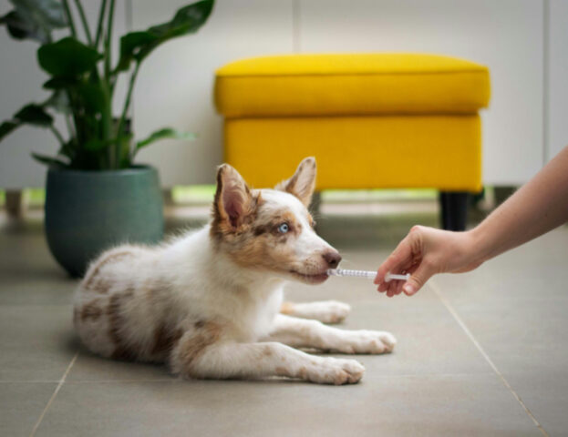 Una volta ogni tanto non basta: ecco quante volte portare il cane dal veterinario per farlo stare bene