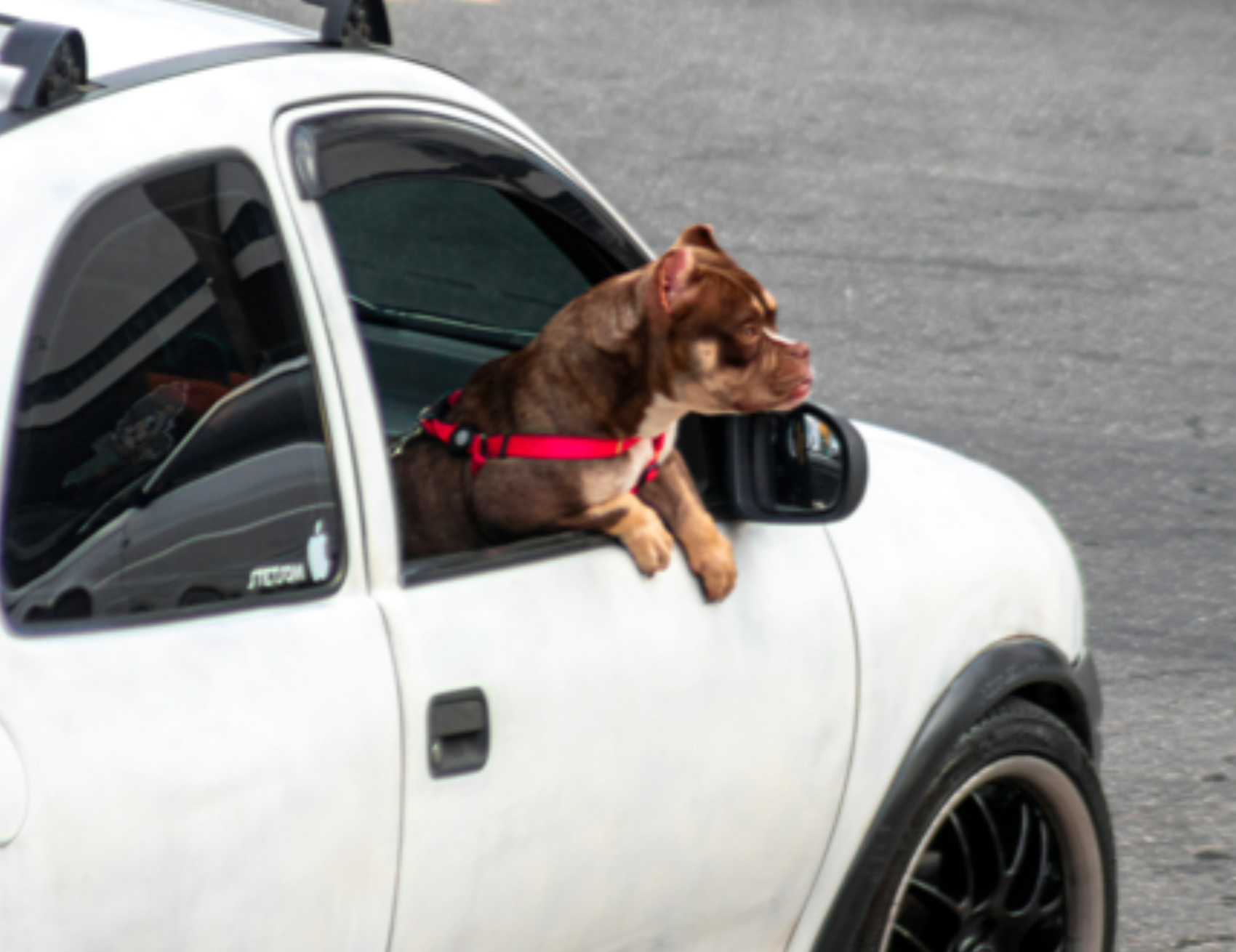 Cane guarda fuori