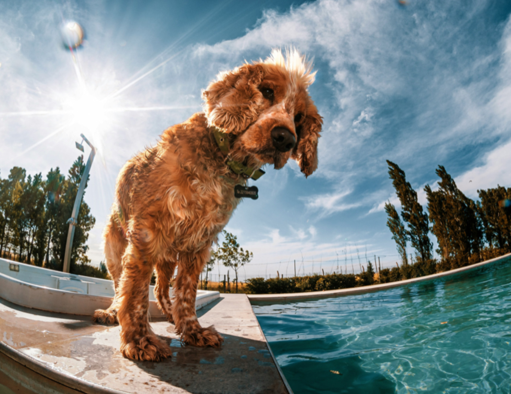 Cane guarda la piscina