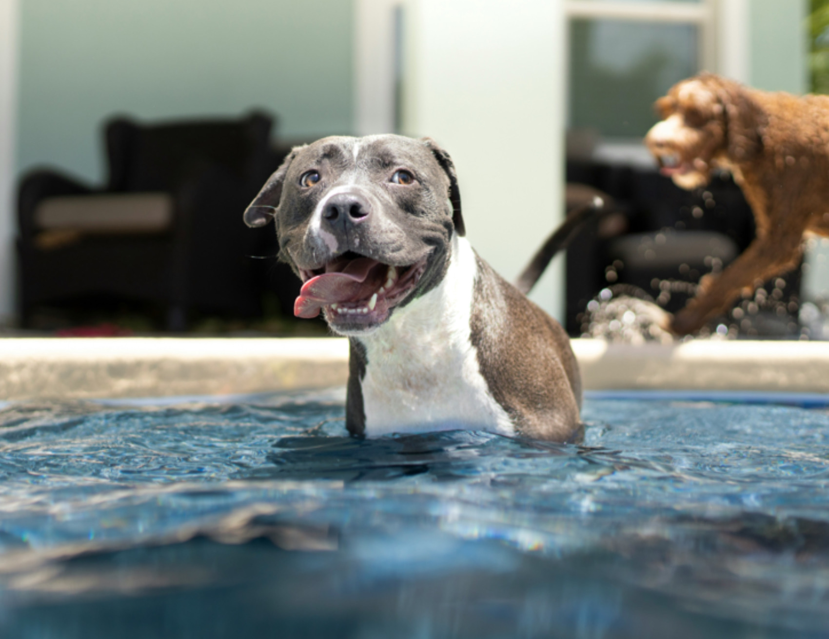 Cane in acqua