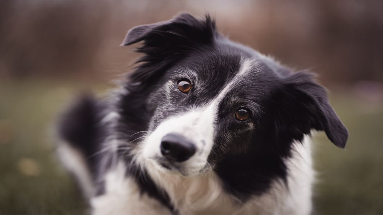 Cane di razza Border Collie