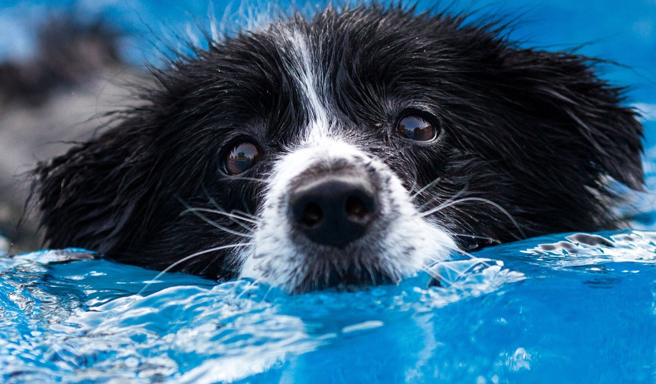 Border Collie in acqua