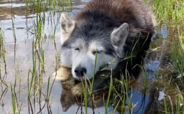 L’Husky fa un bagno nell’acqua di montagna: è così a suo agio che riesce persino a dormire (VIDEO)