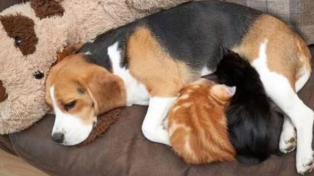 Il Beagle con problemi di fiducia dimostra un affetto immenso prendendosi cura dei gattini