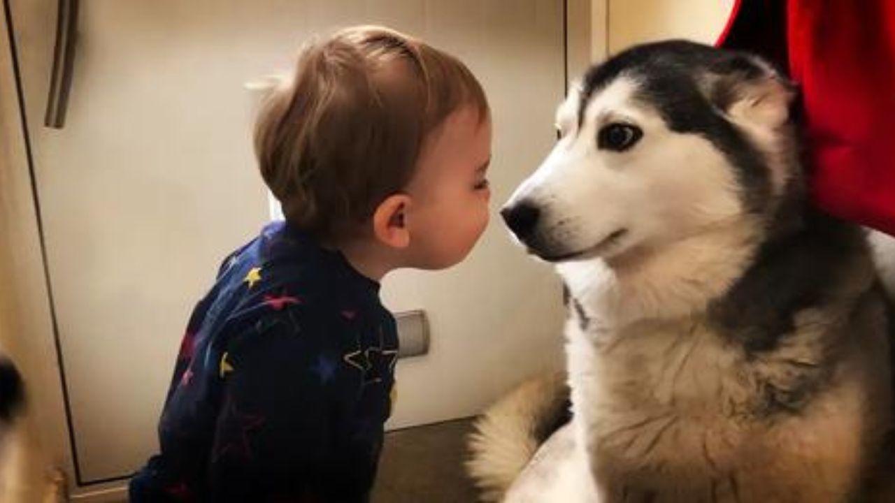 bimbo con husky