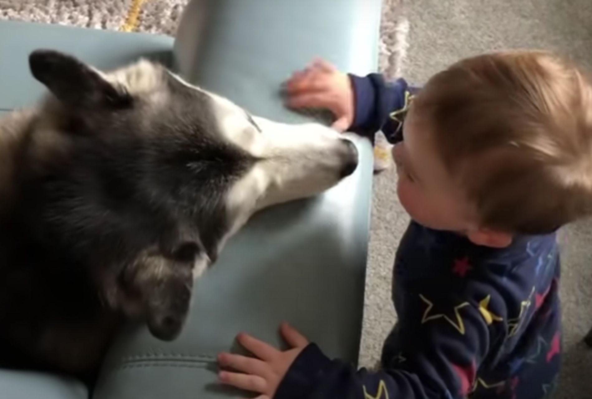 bimbo con husky