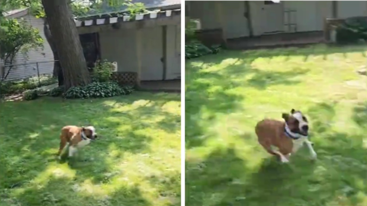 Boxer adottato corre in giardino