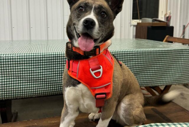 Il cane con una particolare malformazione non trovava una casa, ma il lieto fine era vicino