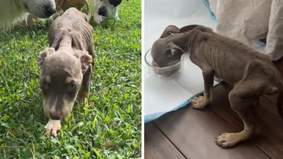 cagnolino con manto marrone