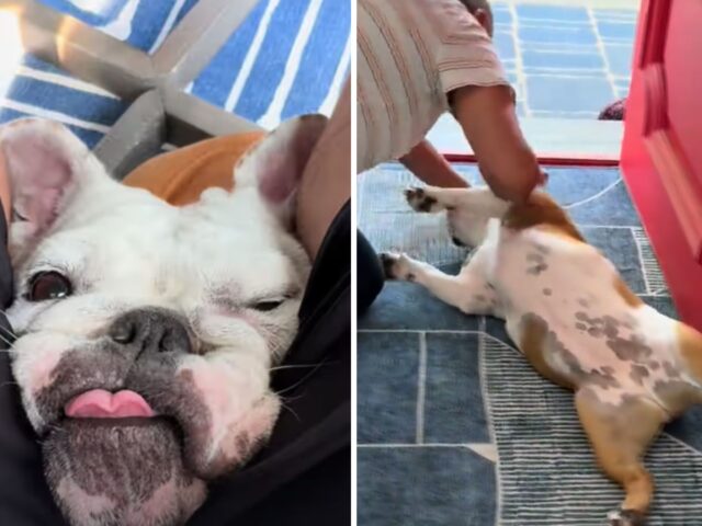 Amore incondizionato: questo Bulldog Inglese non smette di rotolarsi per terra quando vede la sua migliore amica umana