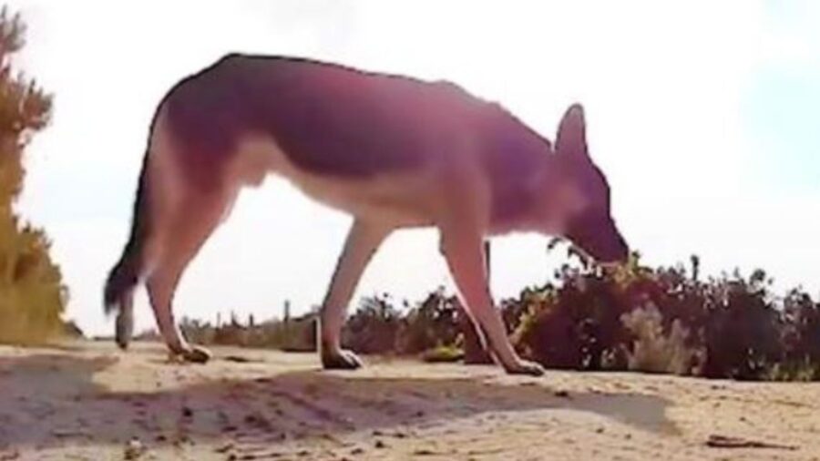 un cane abbandonato