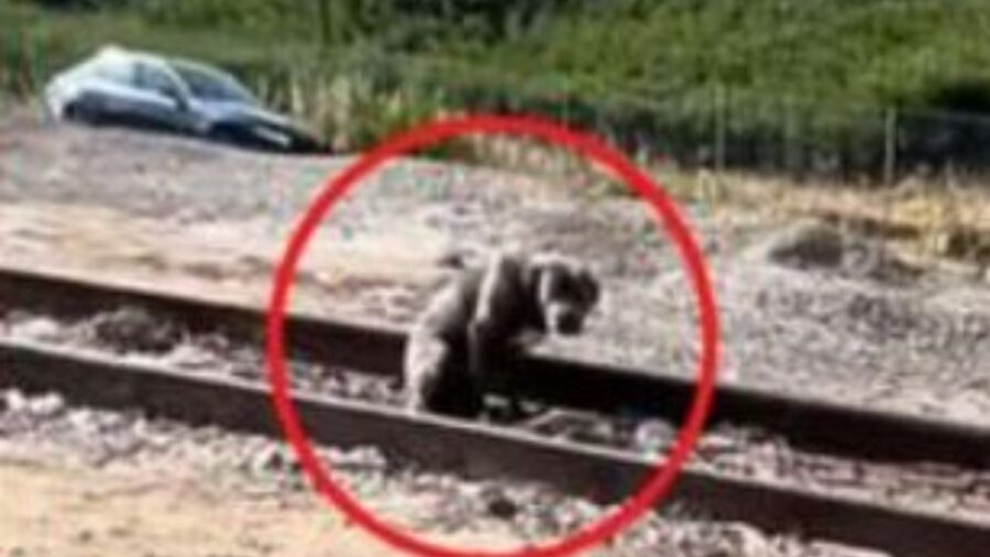 un cane sulle rotaie