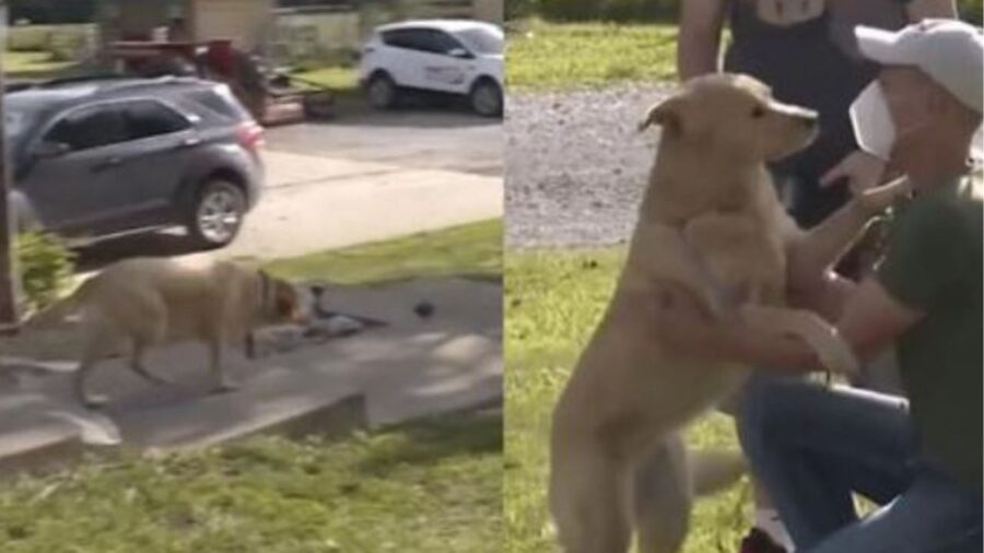 un cane saluta il suo papà adottivo