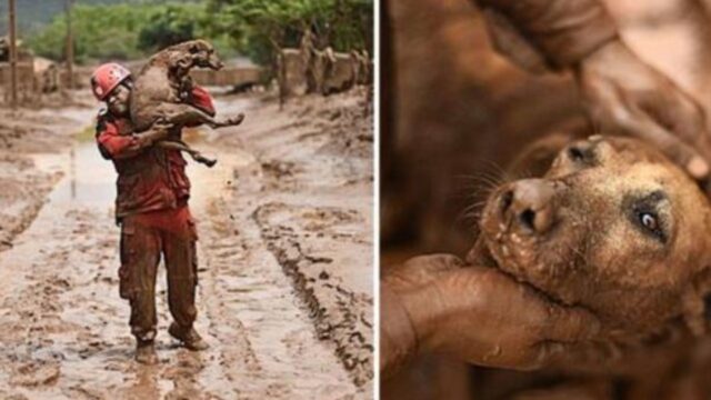 Il cane era rimasto intrappolato nelle sabbie mobili, ma il coraggioso soccorritore è riuscito a fare il miracolo