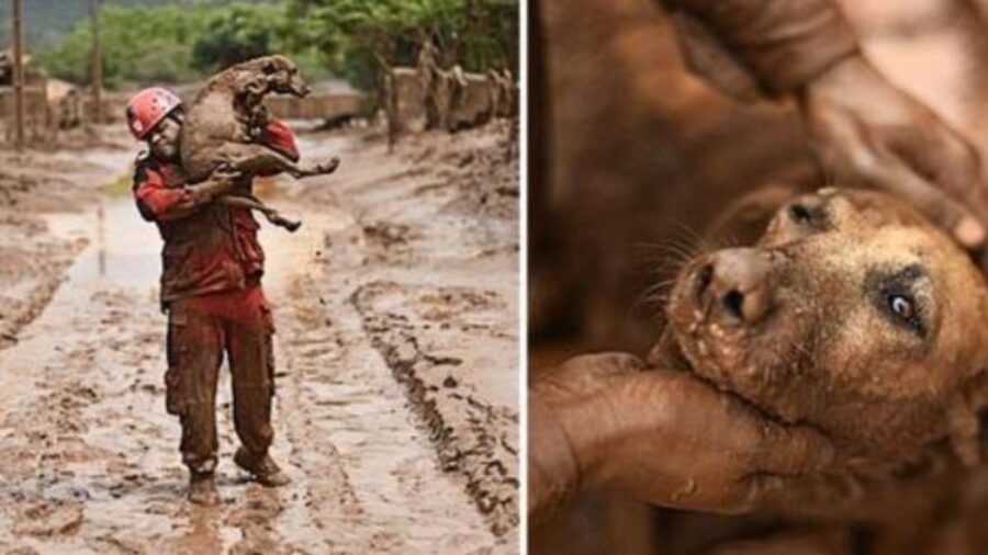 un cane randagio