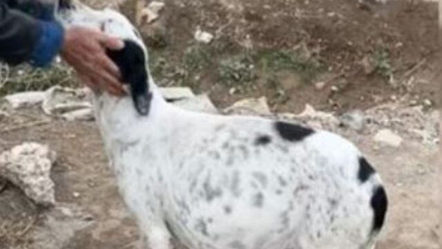 Quando hanno visto questa cagnolina in mezzo al nulla le persone non riuscivano a crederci