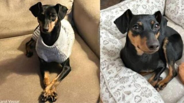 Il modo in cui hanno trovato questo Pinscher Nano è spaventoso, ma sono riusciti a trasformarlo