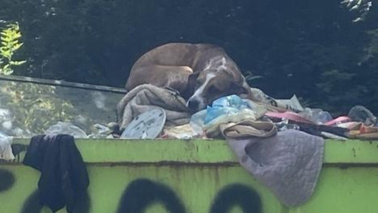 cane abbandonato nella spazzatura