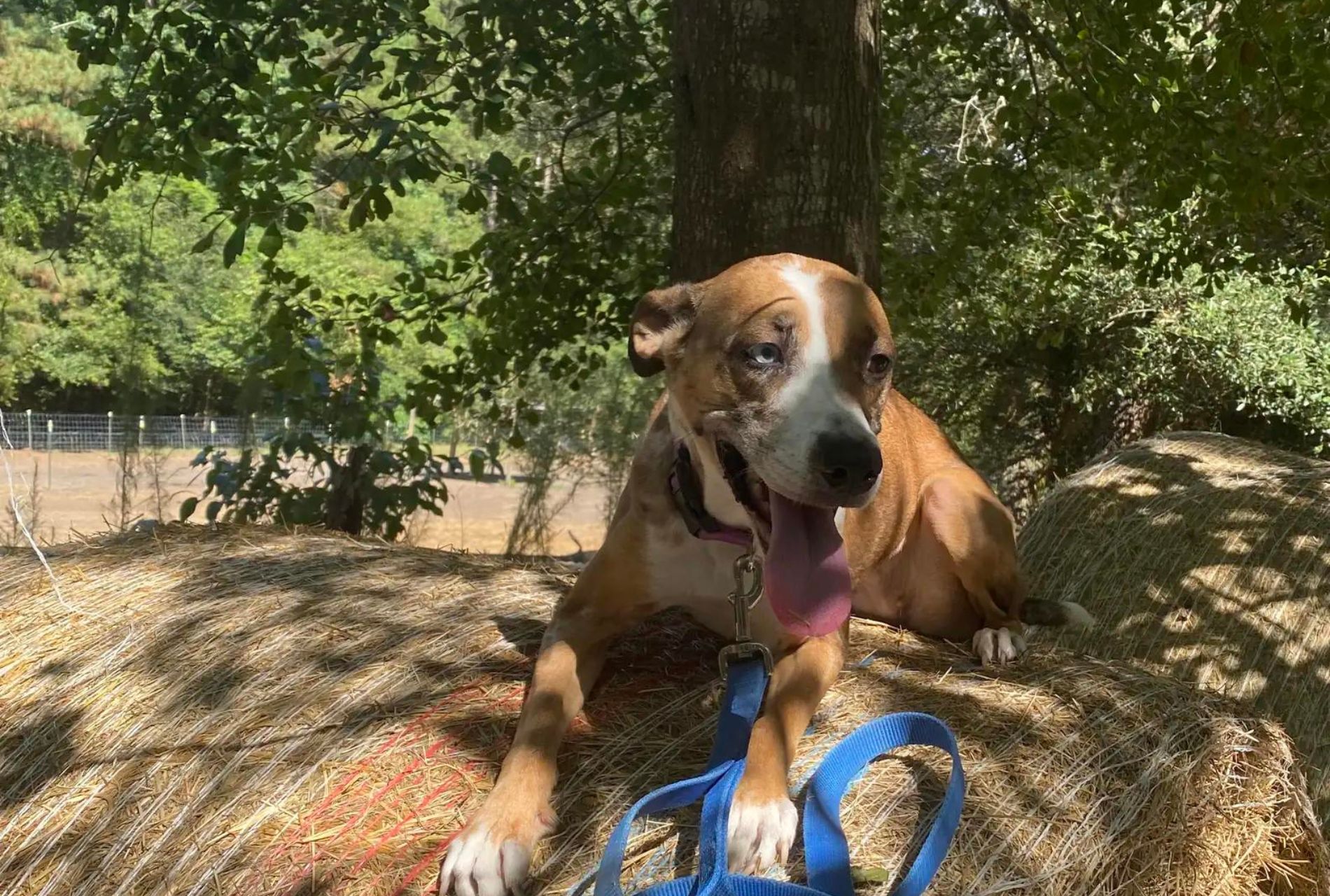 cane abbandonato nella spazzatura