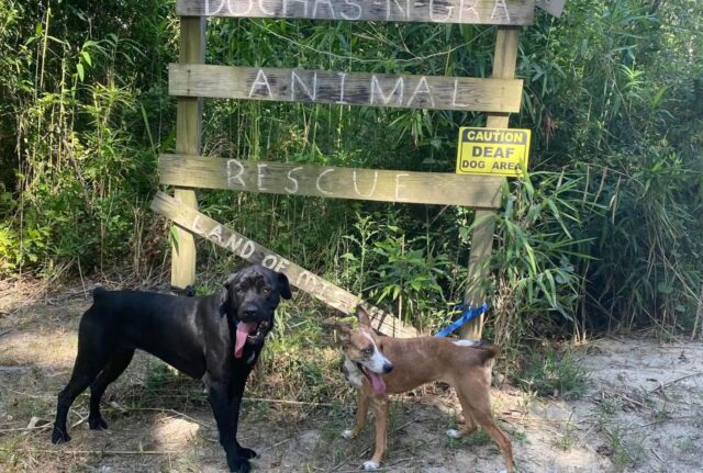 L’hanno buttata per strada per un motivo incredibile: nessuno credeva a cosa è successo alla cagnolina