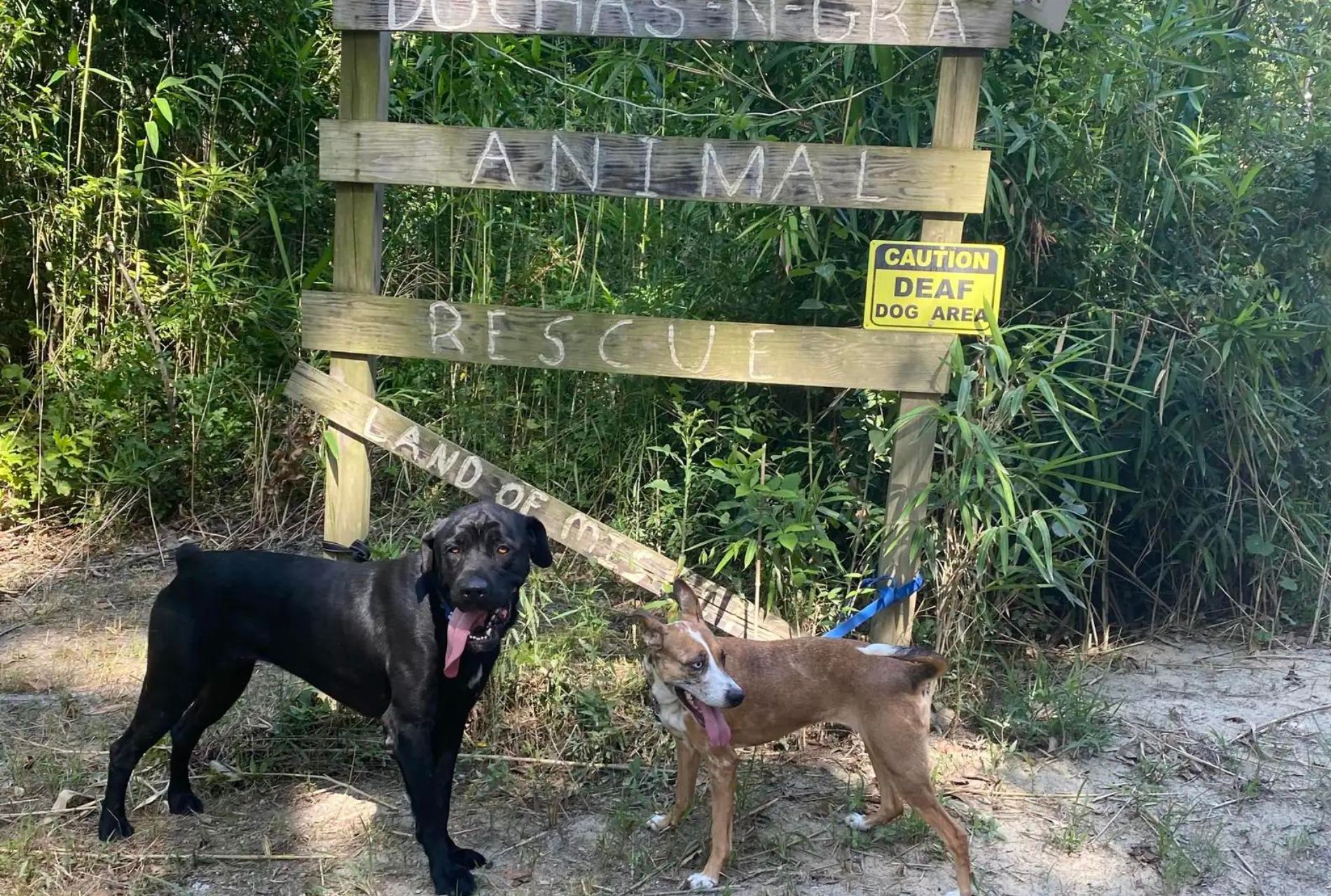 cane abbandonato nella spazzatura