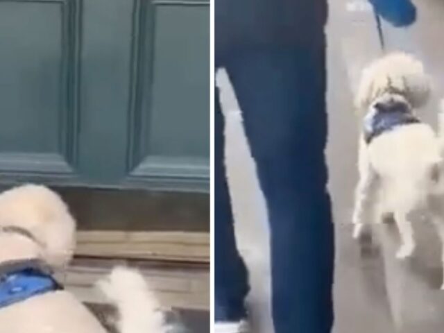 Il cane fa la spia al suo papà umano rivelando dov’è stato insieme alla sua mamma