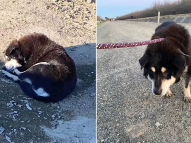 Un dolore senza pari: questo cane anziano è stato lasciato in fin di vita in un canale, rischiando di congelare