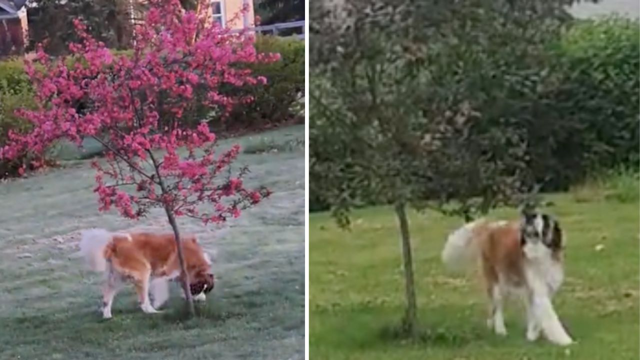 cane che scorrazza per il giardino