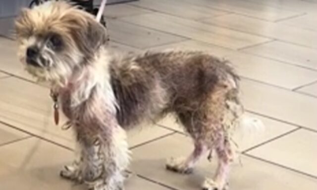 Cane anziano e sordo abbandonato dal veterinario: un video virale fa il giro dei possibili adottanti