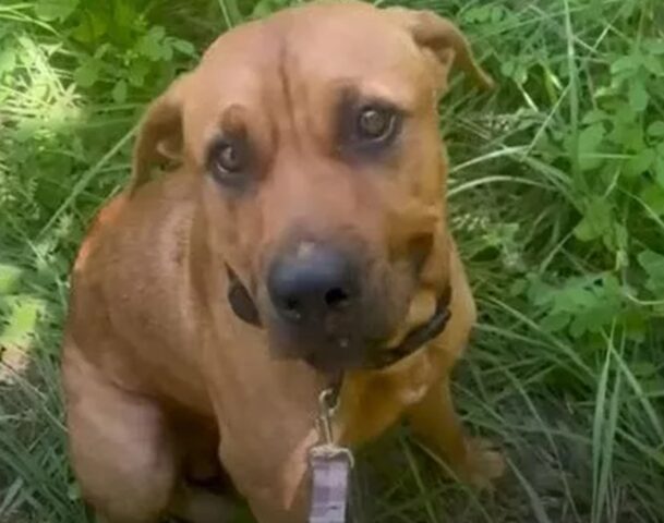 Cane aspetta in spiaggia chi lo ha abbandonato lì per sempre