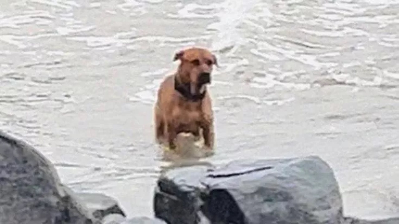 Cane aspetta in spiaggia chi lo ha abbandonato