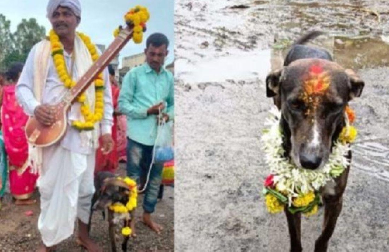 Cane festeggiato in India