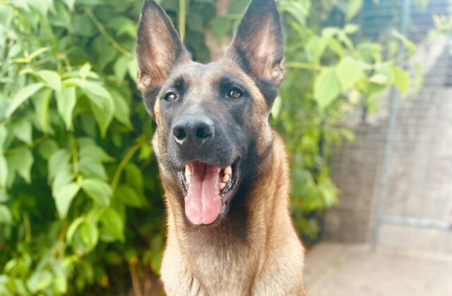 Il cane campione del mondo per la ricerca in pista è italiano: chi è Iggy Pop