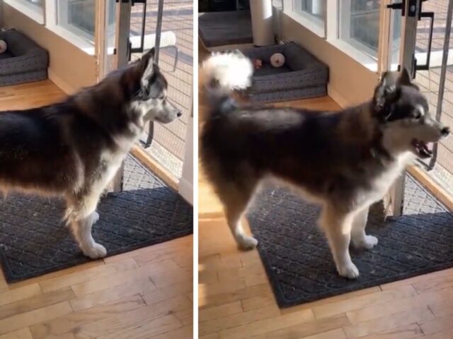 Non glielo perdona proprio: questa Husky non accetta che il fratello esca senza di lei