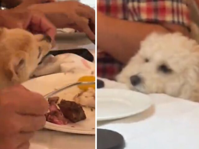 Non si può che ridere quando si vede la cagnolina realizzare di aver fatto un errore durante la cena del papà umano