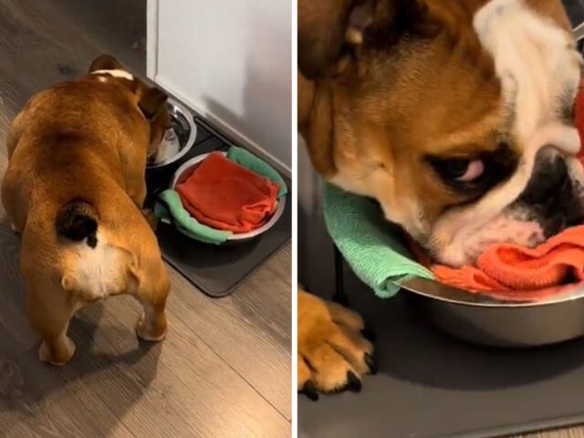 Non tutti sono sbavatori seriali: questa Bulldog Inglese ha persino imparato a pulirsi la faccia