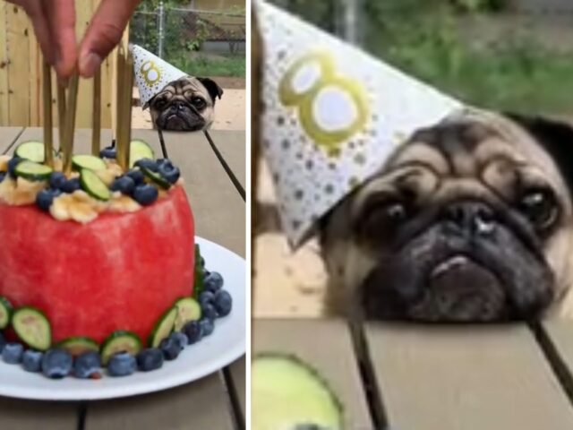 L’impazienza di questo Carlino per la sua torta di compleanno è così tenera da far sciogliere tutti