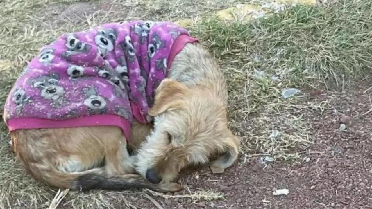 cane con maglione viola